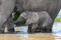 Baby Elephant