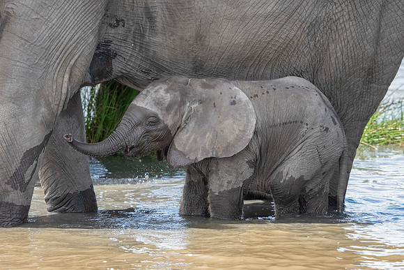 Baby Elephant