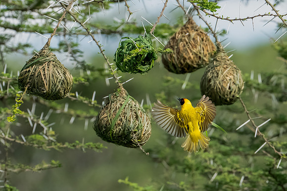 Vitelline Masked Weaver