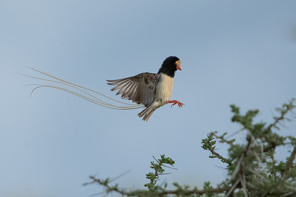 Straw-tailed Whydah