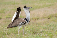 Kori Bustard