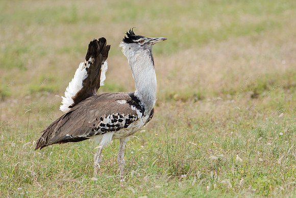 Kori Bustard