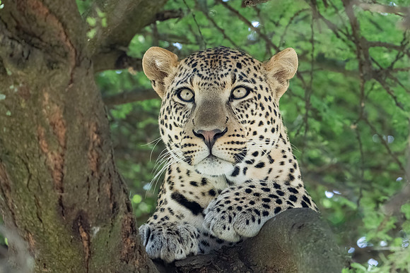 Leopard