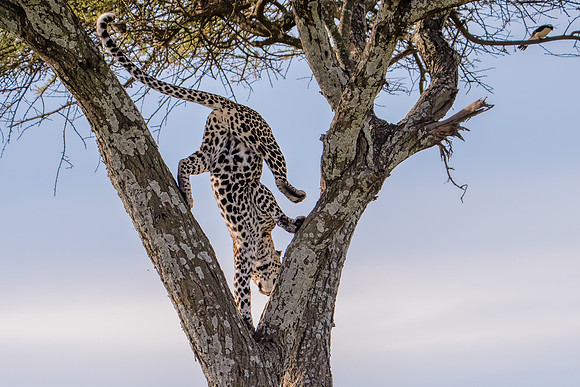 Leopard Descent