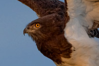 Augur Buzzard