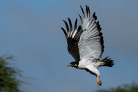 Augur Buzzard in Flight
