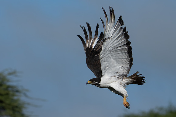 Augur Buzzard in Flight