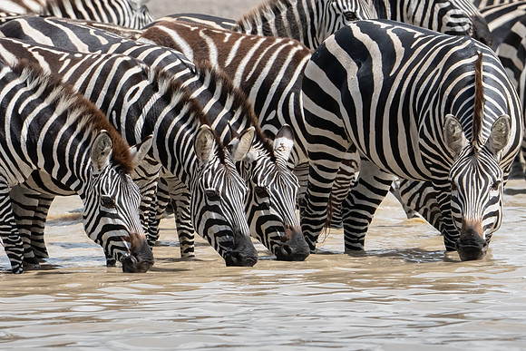 Zebra