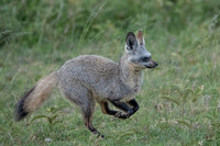 Bat-eared Fox