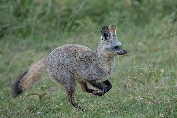 Bat-eared Fox