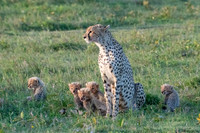 Cheetah