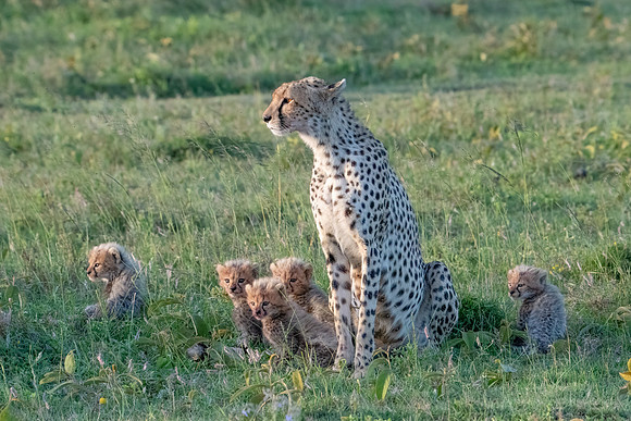 Cheetah