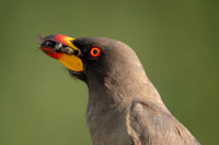 Yellow-billed Oxpecker
