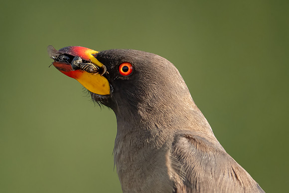 Yellow-billed Oxpecker