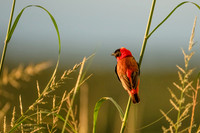 Northern Red Bishop