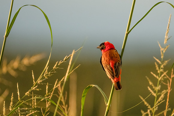 Northern Red Bishop