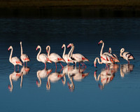 Greater Flamingos