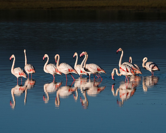 Greater Flamingos