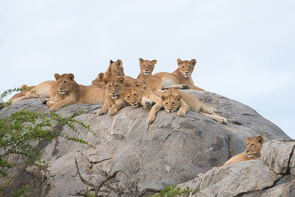 Lion Pride