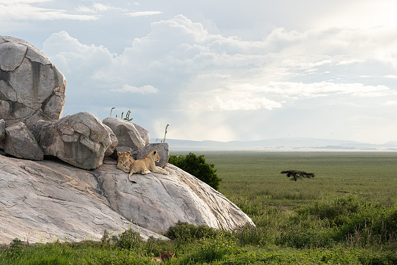 Lions at Ease
