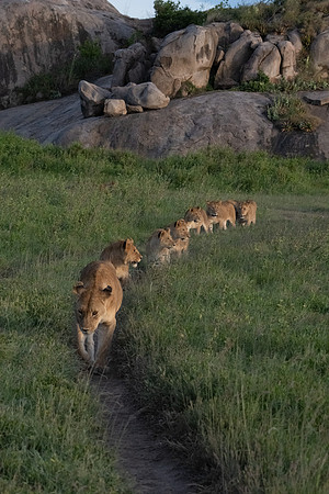 LIons Heading Out
