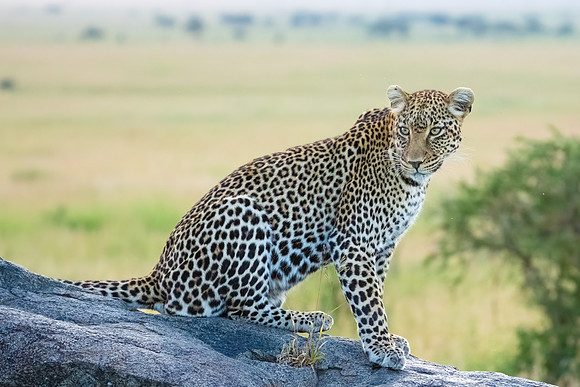 Leopard