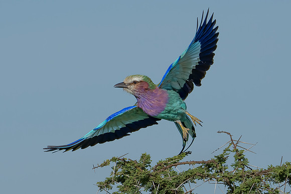 Lilac-breasted Roller