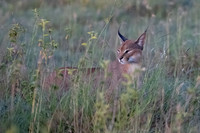 Caracal