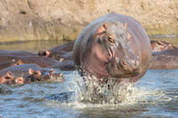 Hippopotamus