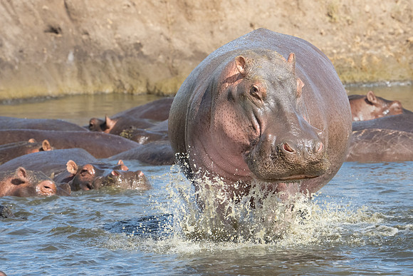 Hippopotamus