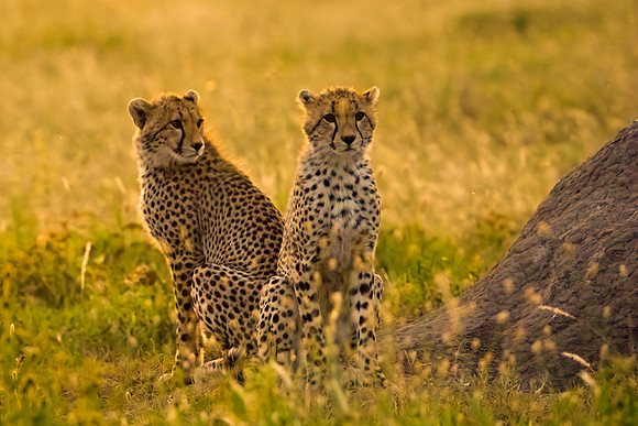 Cheetah