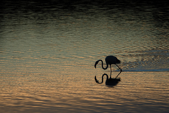 Greater Flamingo