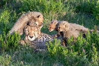 Cheetah