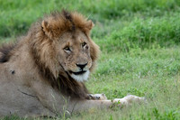 Lion King