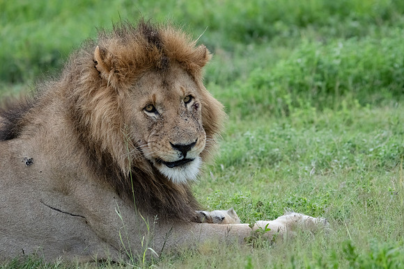 Lion King