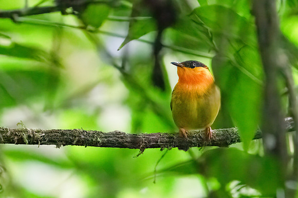 Orange-collared Manakin