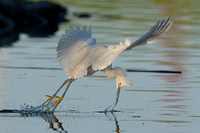 Snowy Egret