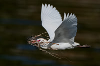 Western Cattle Egret