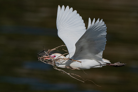 Western Cattle Egret