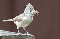 Oak Titmouse