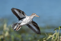 Spotted Sandpiper