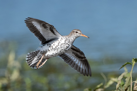 Spotted Sandpiper