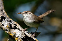 Bewick's Wren