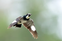 Acorn Woodpecker