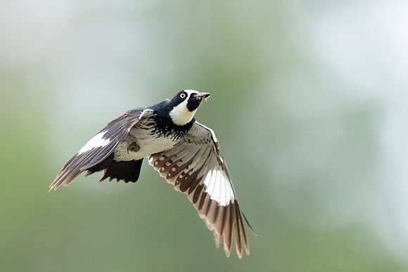 Acorn Woodpecker