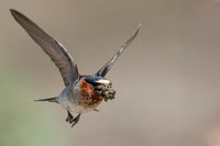Cliff Swallow