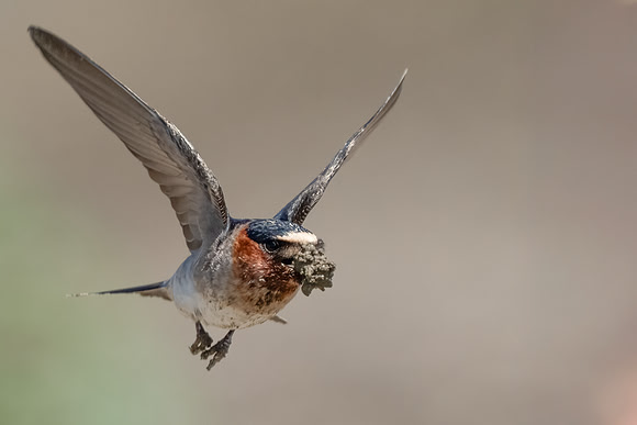 Cliff Swallow