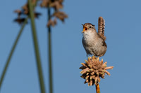Marsh Wren