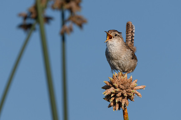 Marsh Wren