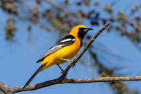 Hooded Oriole